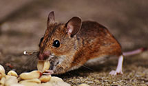 24 Hour & Emergency Exterminators in Palm Harbor, FL